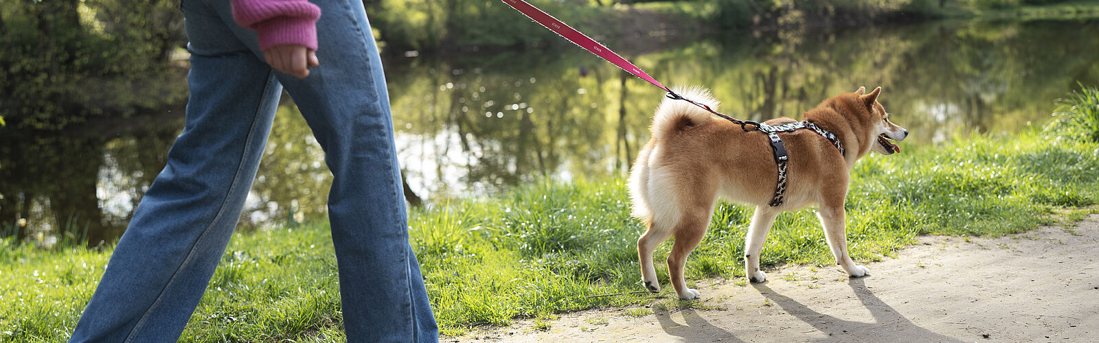 Tiergefahr, Tierhalter, Haftung, Tierhalterhaftung, Urteil, BGH, Rechtsanwalt, Kanzlei, Anwalt, Anwältin, Hund, Spazieren, Unfall